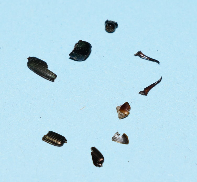 Deckflügel und Beine von Käfern