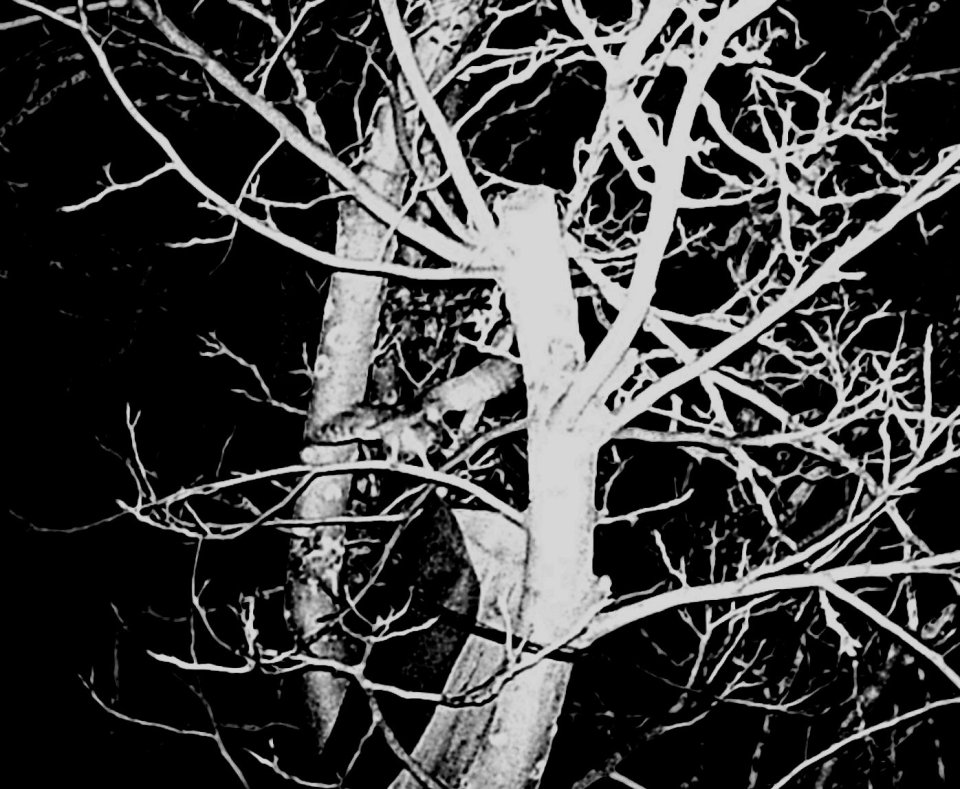 Der Steinkauz mit ausgebreiteten Flügeln