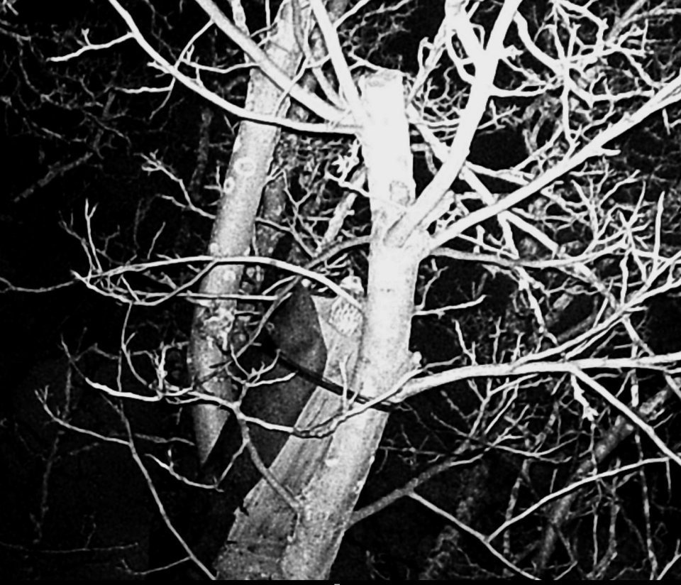 Hier schaut ein Kauz aus der Niströhre