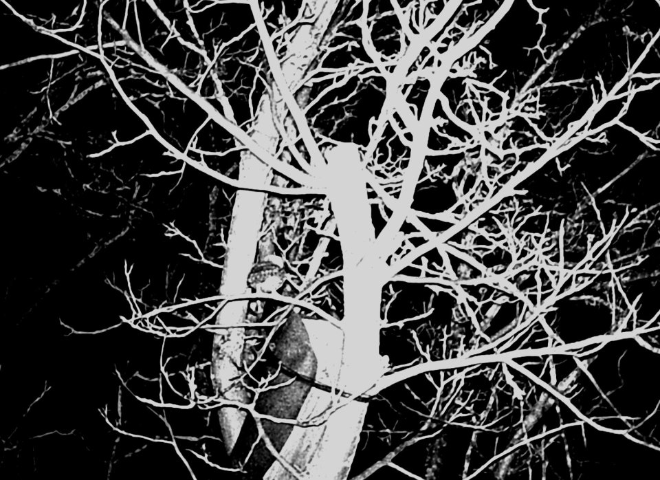 Suchbild - wo ist der Kauz...?