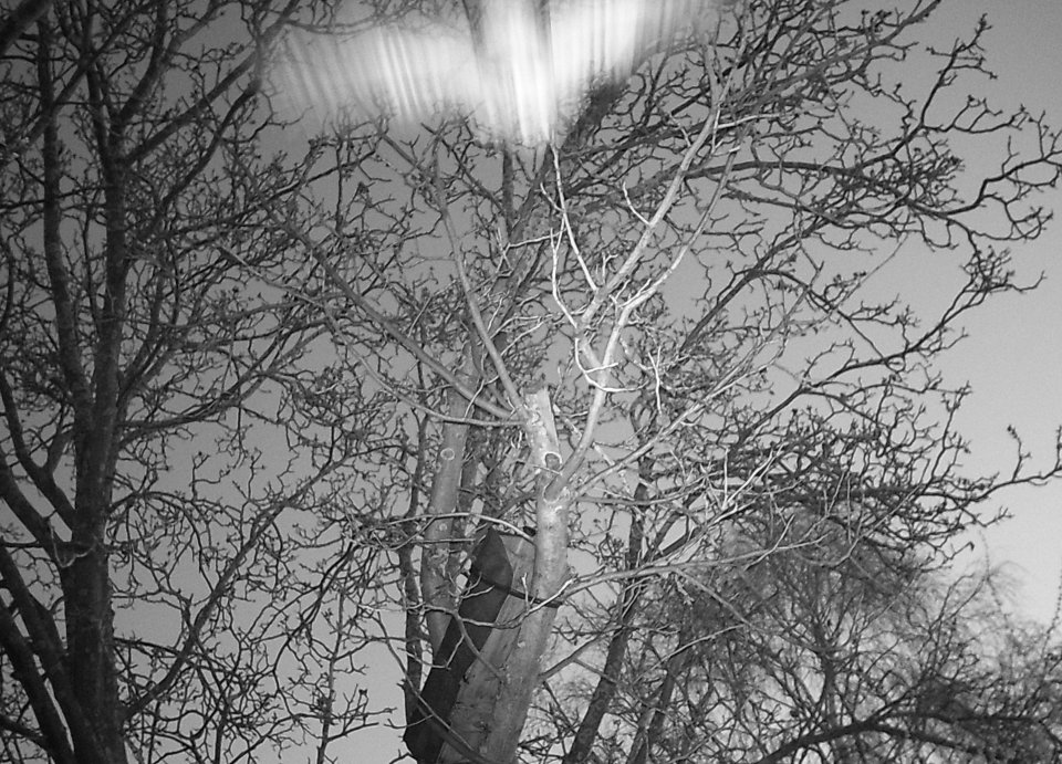 Hier fliegt der Kauz direkt Richtung Kamera, sicher auf dem Weg zur Jagd.