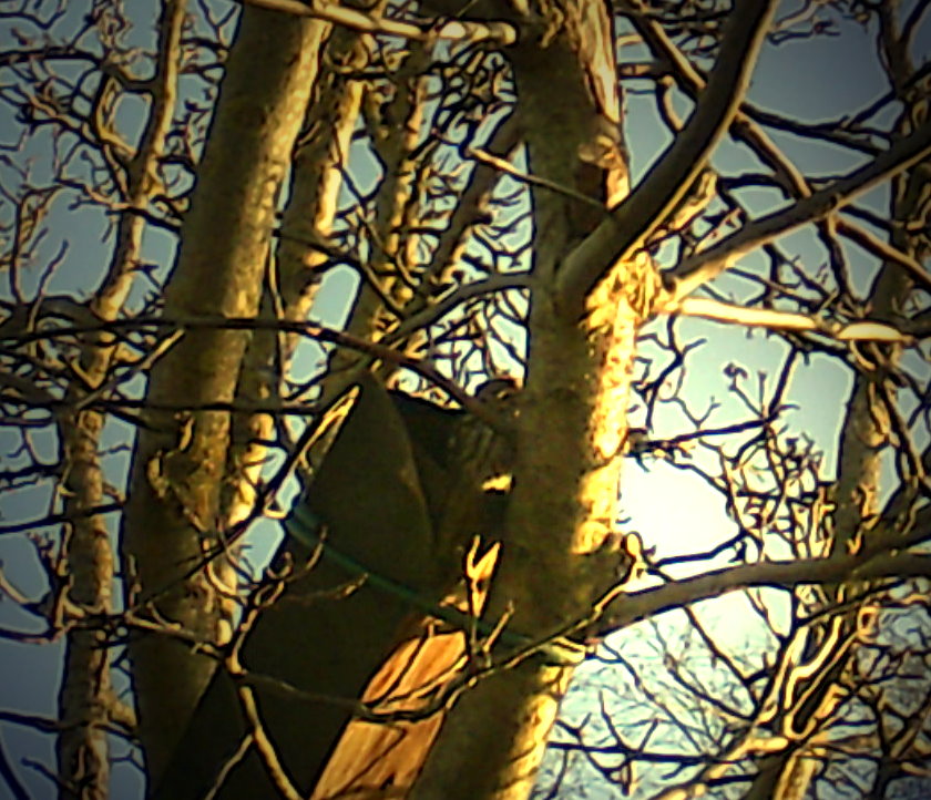 Ein Blick aus der Niströhre