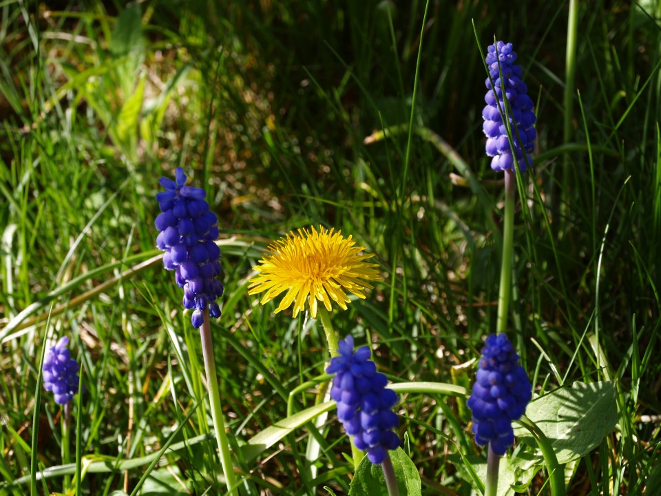 Löwenzahn und Traubenhyazinthe