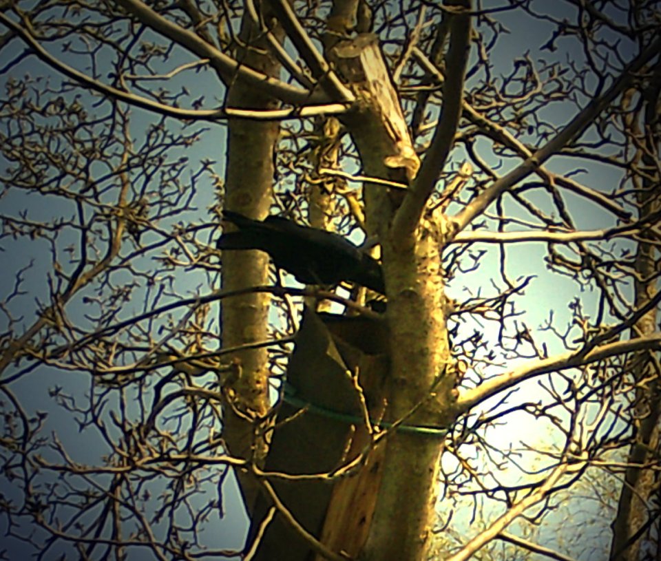 Ein Rabe schaut in die Niströhre. Es gibt einige natürlichen Feinde, die den Eiern, den Kleinen und auch den Elterntieren gefährlich werden könnten. Es bleibt zu hoffen, dass die Brut dennoch erfolgreich verläuft.
