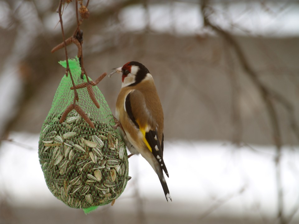 Der Distelfink, auch Stieglitz genannt, füttert seine Jungen vor allem mit Distel-Samen.