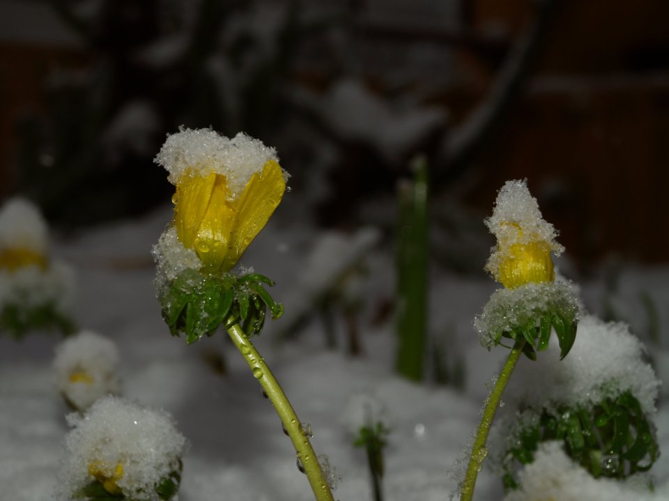 Winterlinge noch im Schnee