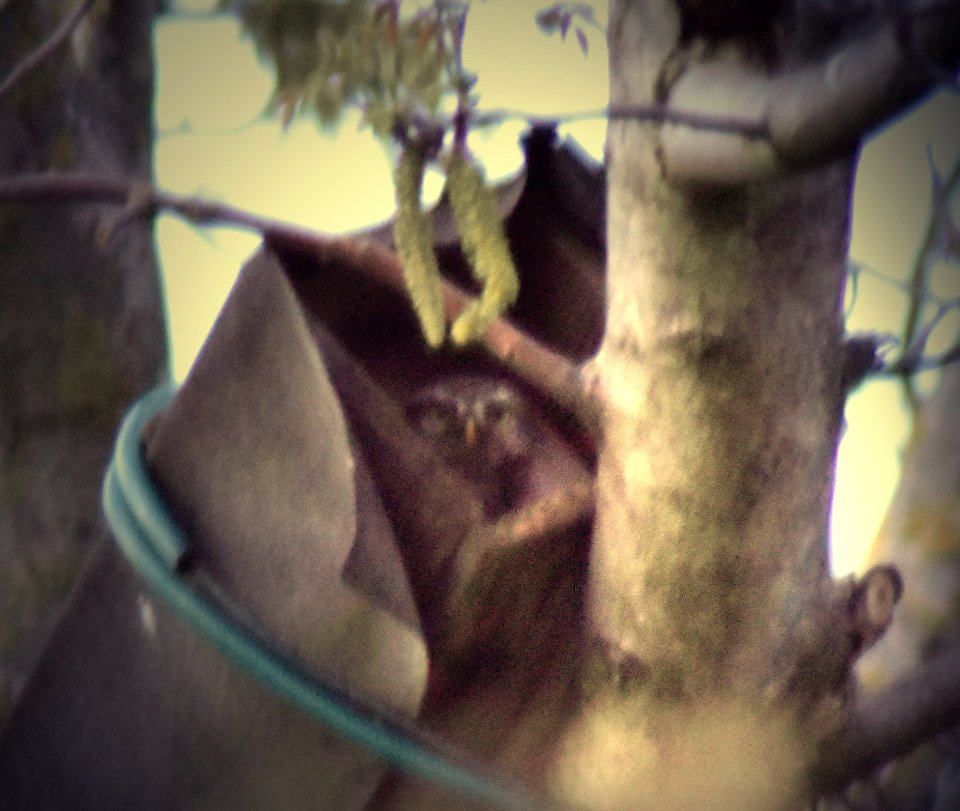 Steinkauz schaut aus der Niströhre. Aufgenommen wurde das Bild mit einer Kamera, die eine höhere Auflösung hat. Zunächst kam vermutlich der männliche Kauz angeflogen und ging in die Röhre, die offenbar dem Futtervorrat dient. Dann wurde der zweite - ich vermute das Weibchen - in der hier sichtbaren Niströhre aktiv und sah in die Kamera. Auch ihrem Partner ist die Anwesenheit eines Zweibeiners nicht entgangen, er saß auf einem Ast, streckte und setzte sich wie es bei den Steinkäuzen üblich, um einen Überblick zu bekommen. Dann flog er davon und in der Ferne hörte man die Rufe.