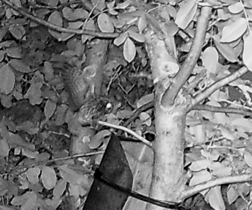 Hier der Steinkauz im Anflug in der Nacht.