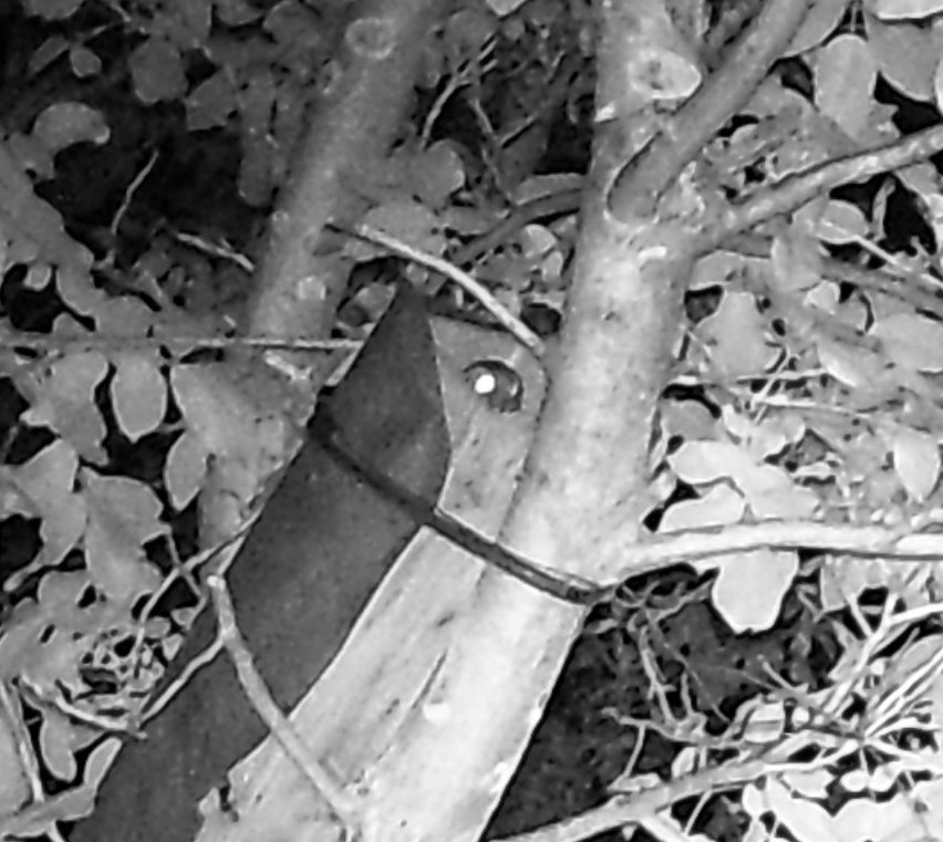 Steinkauz schaut aus der Röhre