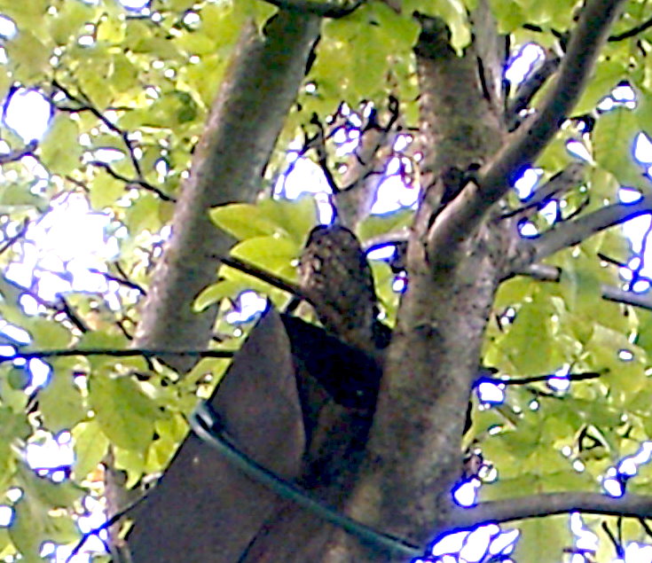 Kauz am frühen Morgen vor der Röhre