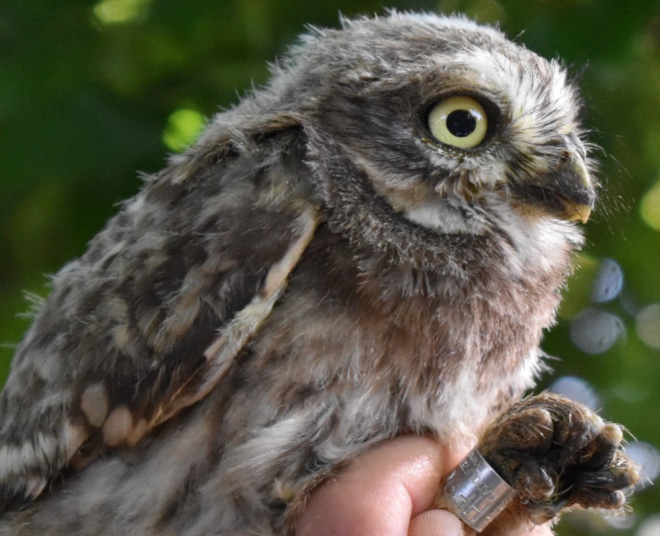 Kauz mit Tastfedern am Schnabel