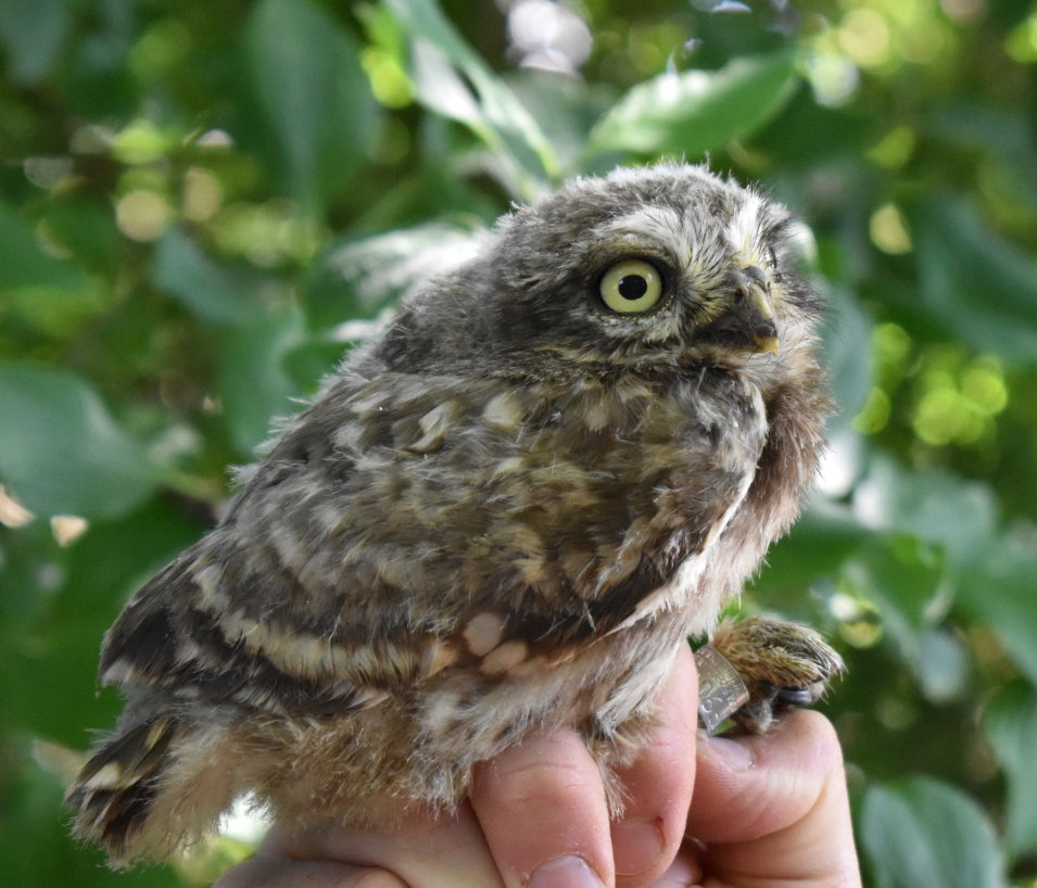 Wie der Klimawandel sich auf den Kauz auswirkt ist nicht vorherzusehen. Zwar gibt es vielleicht mehr Mäuse und somit auch mehr Nahrungsangebot. Doch wird man in der Landwirtschaft auch Gifte einsetzen, um Mäuse zu töten. Und dieses Gift kann auch dem Steinkauz gefährlich werden.