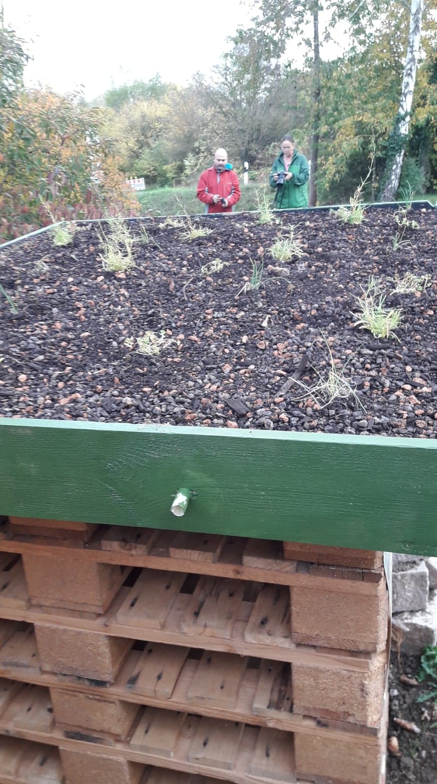 Steinbrech-Felsennelke, Weißer Mauerpfeffer und Schnittlauch fanden ihren Platz in speziellem Dach-Substrat