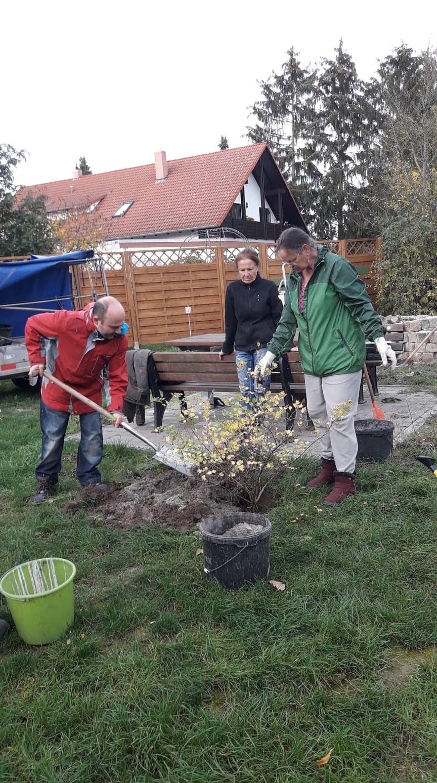 Hier wächst bald eine Stachelbeere