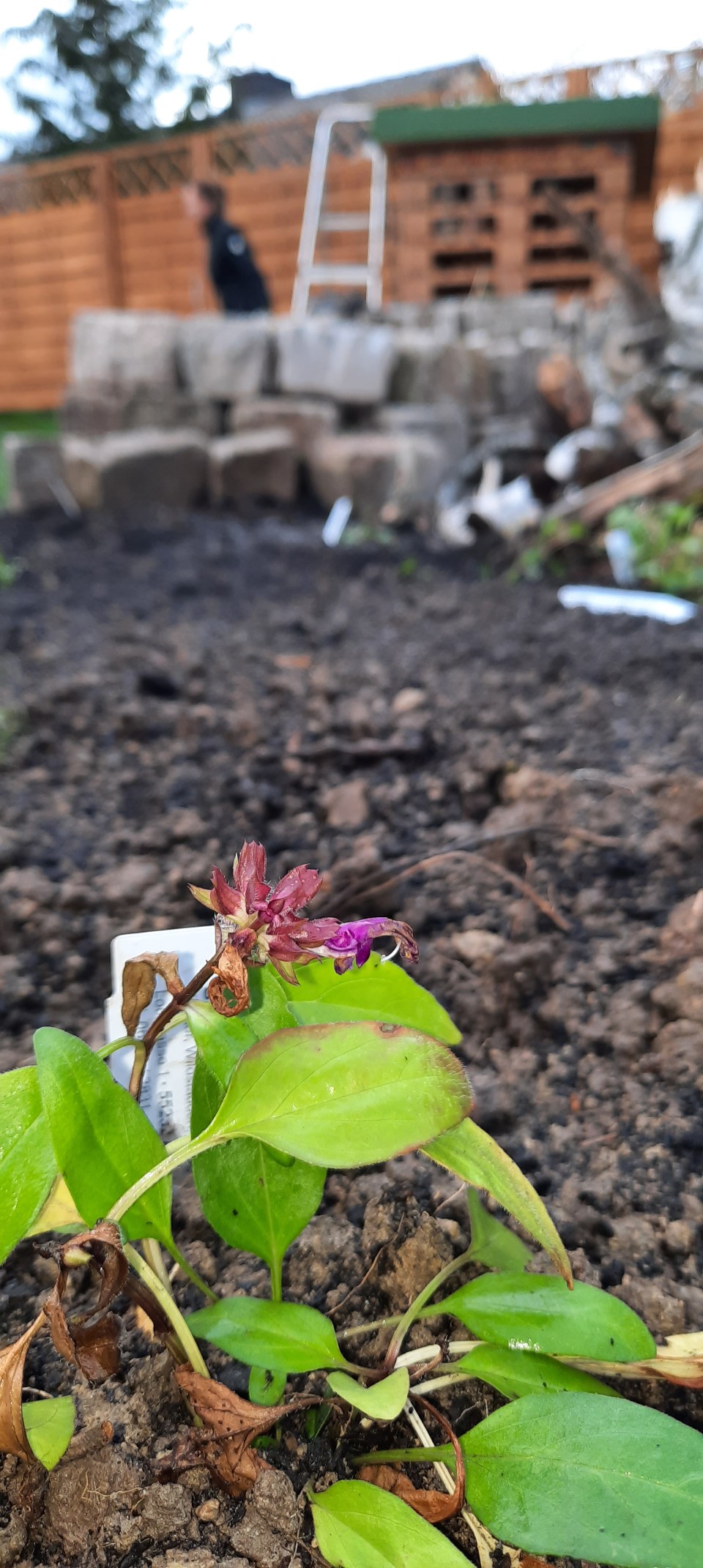 Im Vordergrund die Großblütige Braunelle, im Bereich der Staudenpflanzung haben wir zudem Frühblüher (Krokus, Traubenhyanzinthe und Milchstern) eingepflanzt.