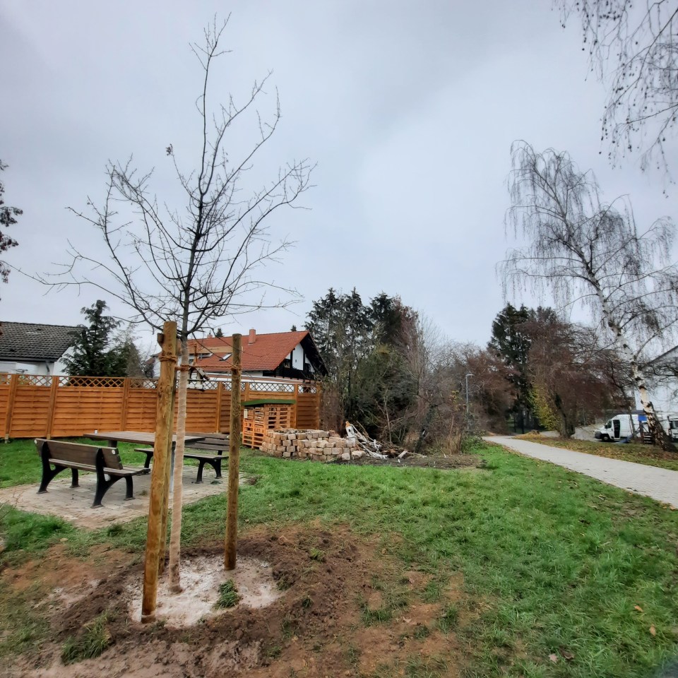Noch kräftig gewässert, dann kann der Baum wachsen und hoffentlich auch bald den Sitzbereich beschatten.