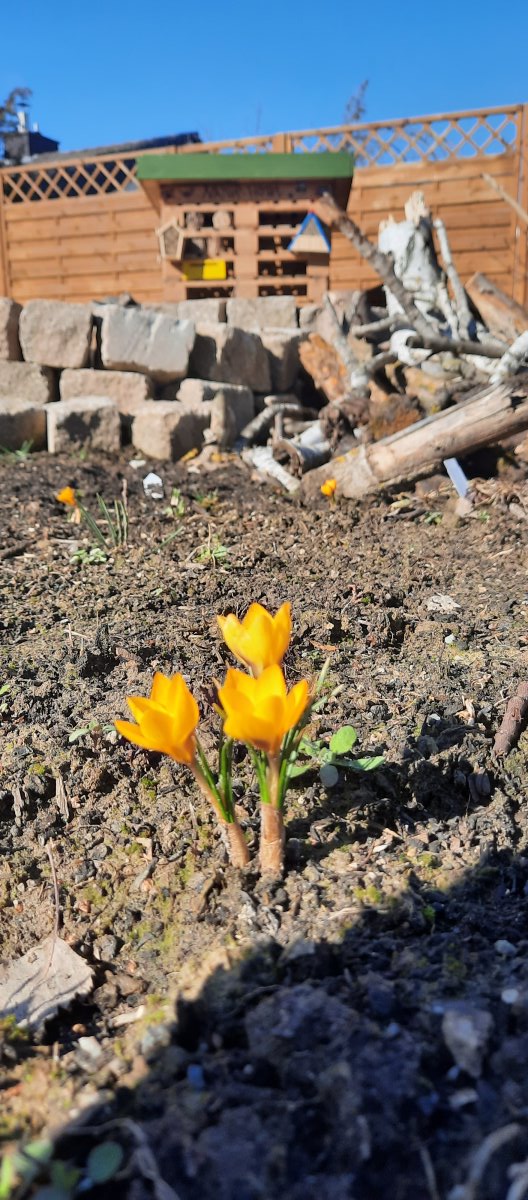 Es beginnt zu blühen