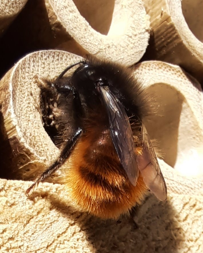 Gehörnte Mauerbiene