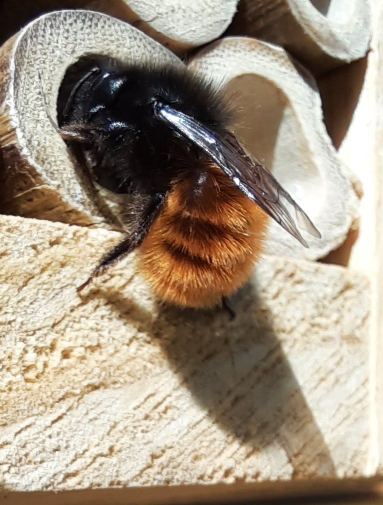 Gehörnte Mauerbiene