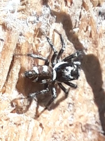 Auch die Springspinne mag die Wärme und Trockenheit im Naturhotel