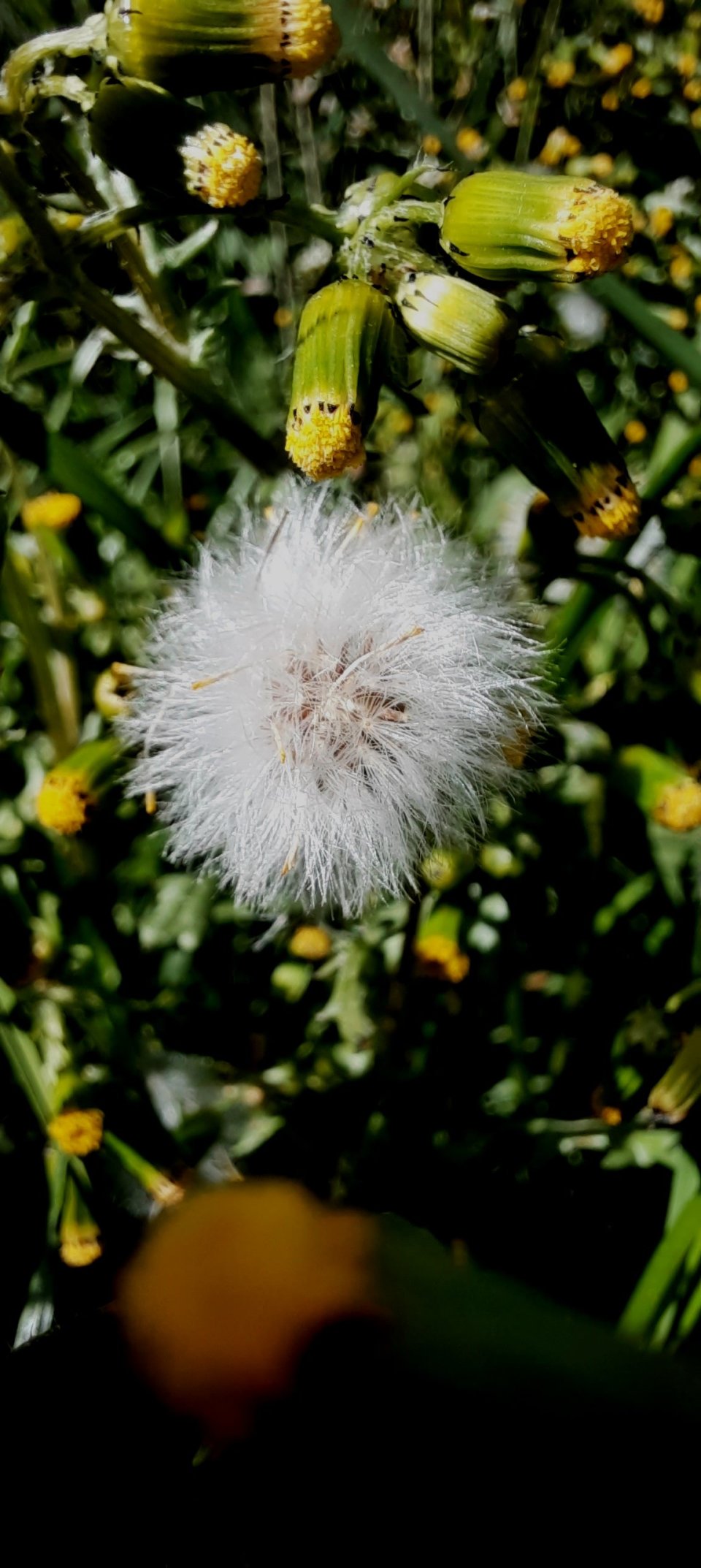 Gewöhnliches Geiskraut