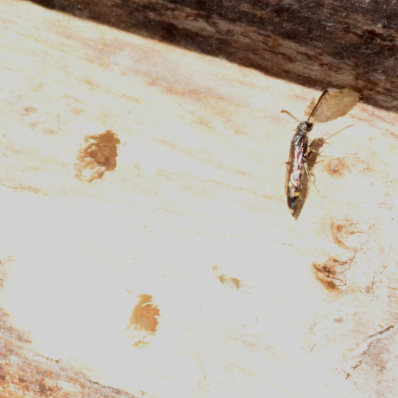 Auch Parasiten finden sich ein