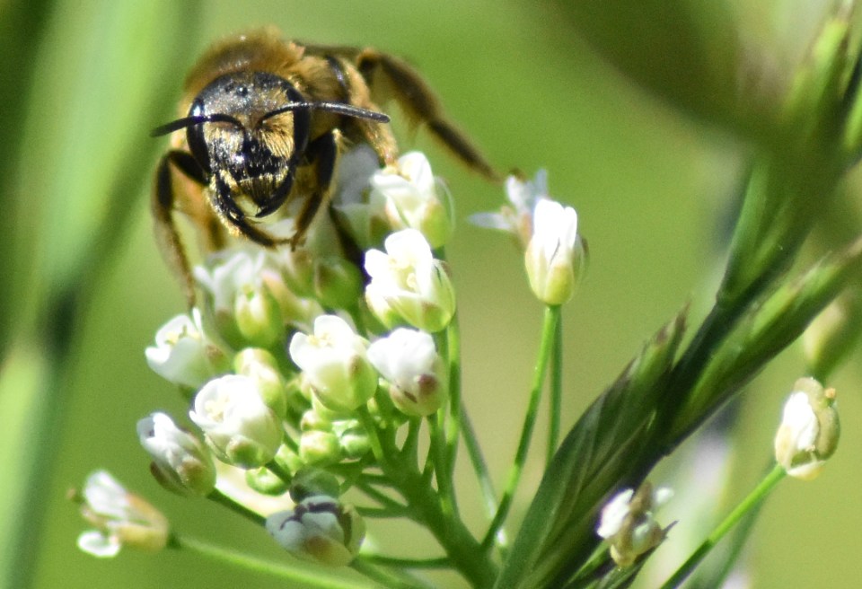 Eine Wildbiene auf den Blüten des Hirtentäschelkrauts, mitten in der Wiese.