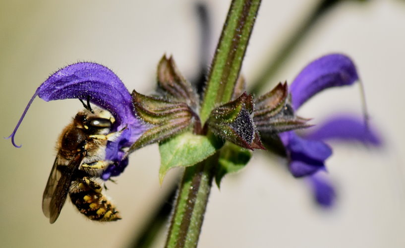 Wiesensalbei als Insekten-Magnet
