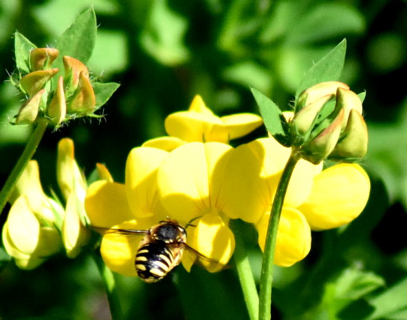 Am Steinklee: Keine Wildbiene, sondern ein Vertreter der Schwebfliegen