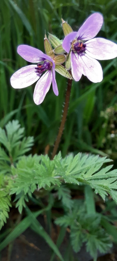 Gewöhnlicher Reiherschnabel