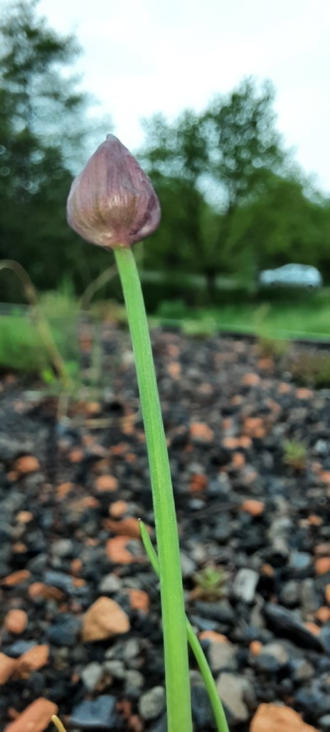Schnittlauch auf dem begrünten Dach