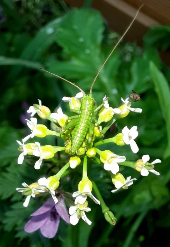 Eine Langfühlerschrecke
