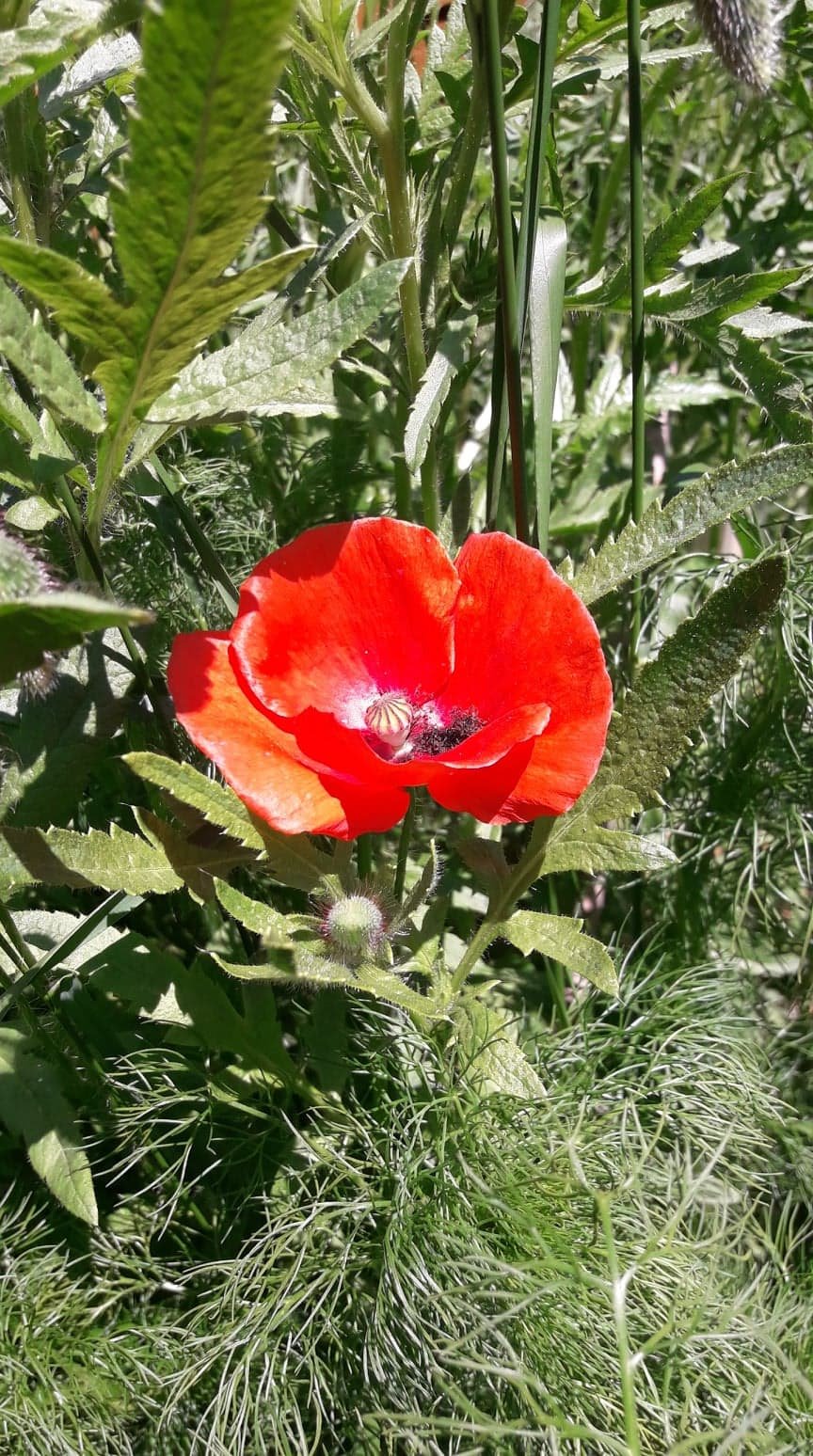Mohn