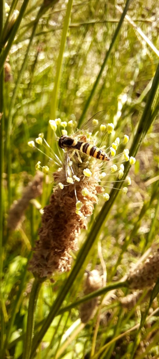 Schwebfliege auf Spitzwegerich