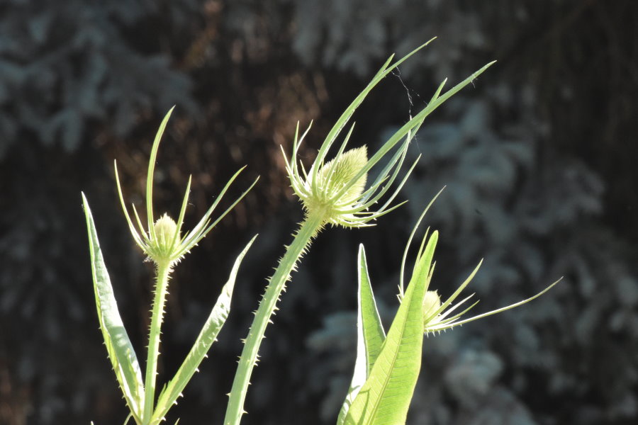 Bald blüht die Wilde Karde - sie wächst auf der Fläche wild und bietet Wildbienen Nektar und Pollen. Aber auch Falter und Fliegen nutzen sie. Die Karden-Sonneneule - ein tag- und nachtaktiver Eulenfalter - legt z.B. seine Eier auf die Karde. Somit sind seine Raupen auch auf diese Pflanzenart angewiesen. Karden standen auch auf der anderen Seite des Fuß- und Radweges. Sie wurden vor kurzem abgemäht.