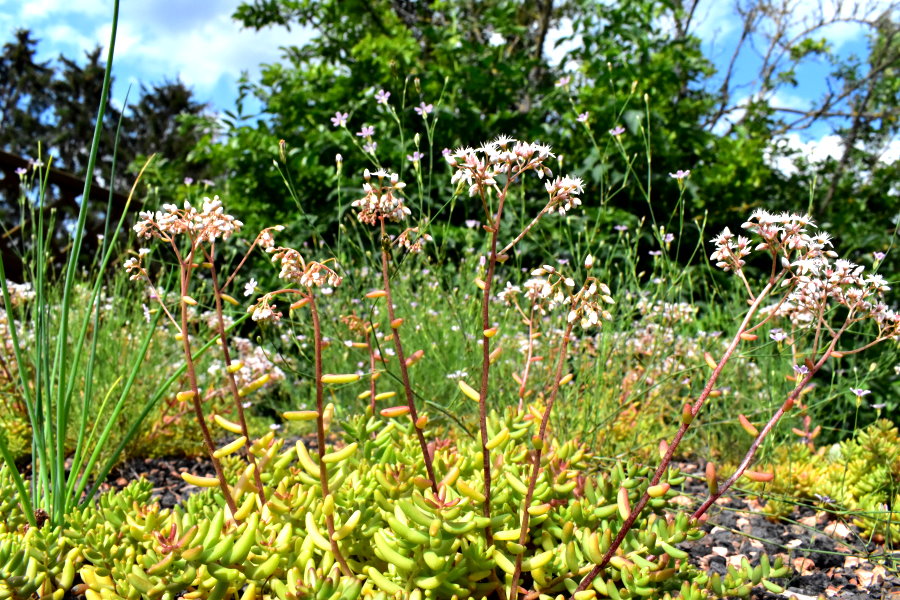 Steinbrech-Felsennelke und Mauerpfeffer blühen