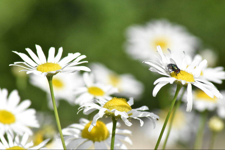Wahrscheinlich eine Kaiserfliege auf Kamilleblüten
