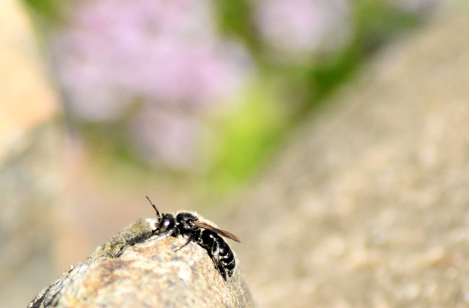 Wildbiene wärmt sich