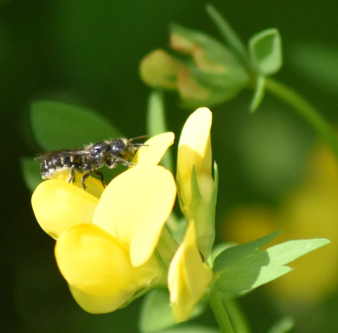 Wildbiene am Steinklee