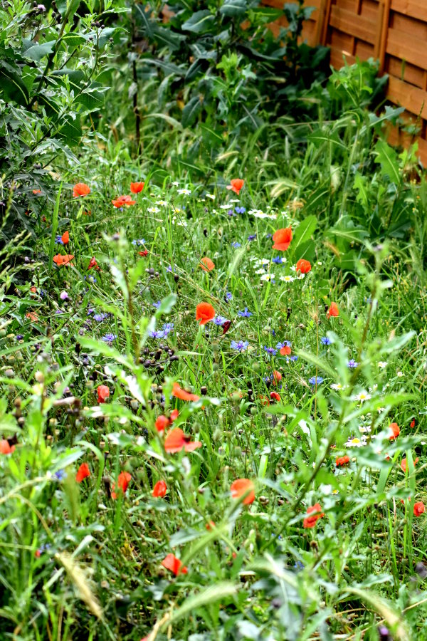 Mohn, Margeriten, Kornblumen und mehr