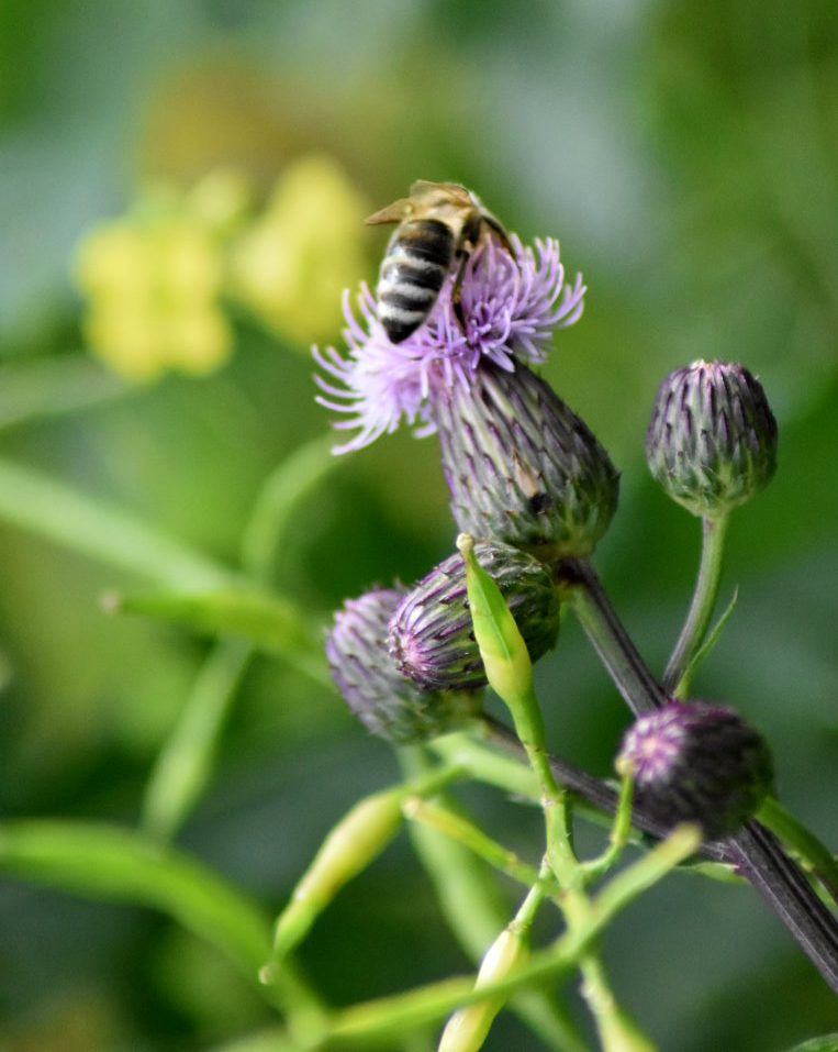 Wildbienenbesuch an der Ackerkratzdistel