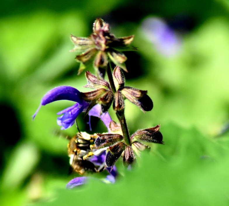 Am Wiesensalbei ist immer noch was los...