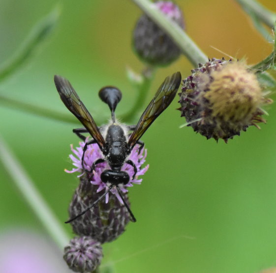 Offenbar eine Wespe auf der Distelblüte
