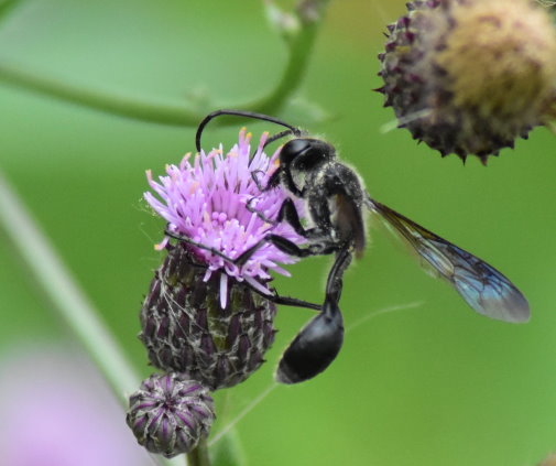 Die Wespe in Seitenansicht