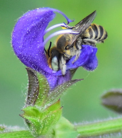 Pelzbiene am Wiesensalbei