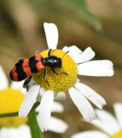 Der Gemeine Bienenkäfer ist wirklich gemein - fängt er doch kleine Insekten, die sich Pollen und Nektar an den Blüten holen wollen. Außerdem sind ihre Larven Brutparasiten, schleichen sich bei solitär lebenden Wildbienen in die Niströhre ein, aber sogar in Honigbienen-Stöcke. Dort ernähren sich die Larven von Bienenbrut und verpuppen sich.