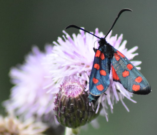 Gemeines Blutströpfchen