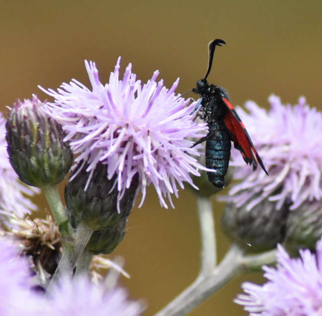 Gemeines Blutströpfchen von der Seite