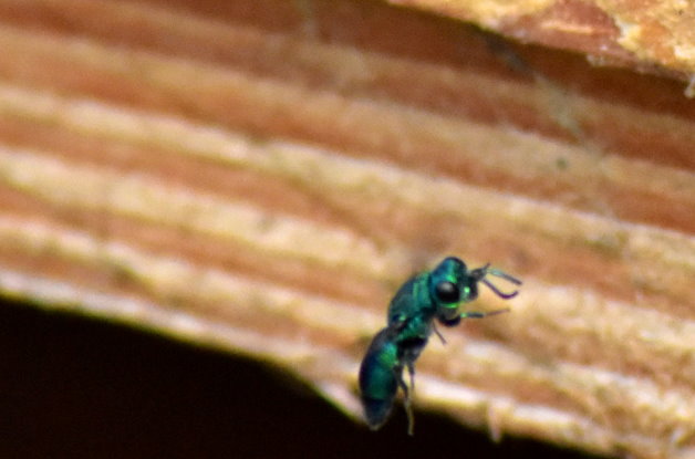 Und hier noch eine Goldwespe im Anflug auf die Wildbienennisthilfe.