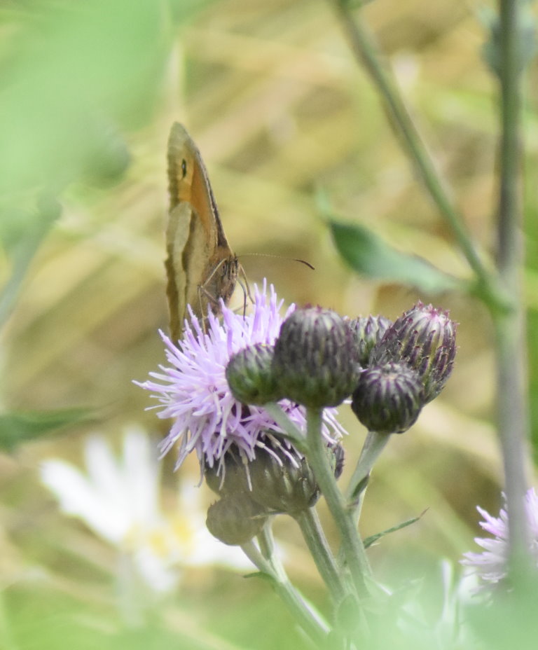 Der Kleine Heufalter ist nun auch auch unserer Fläche angekommen. Kein Wunder: Legt er doch seine Eier an verschiedenen Gräsern ab, und von denen wachsen auch einige Arten auf unserer Fläche.